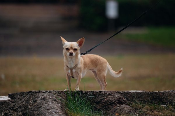 What are the best tips for hosting guests in a small home?